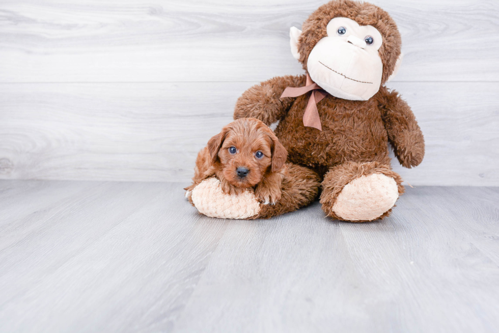 Happy Cavapoo Baby