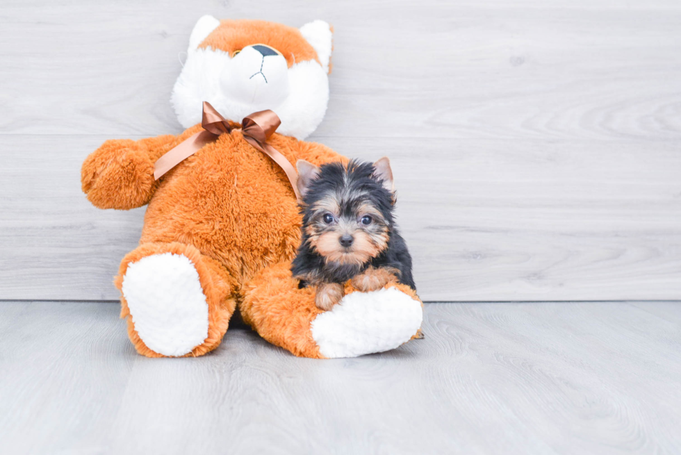 Meet Bronze - our Yorkshire Terrier Puppy Photo 