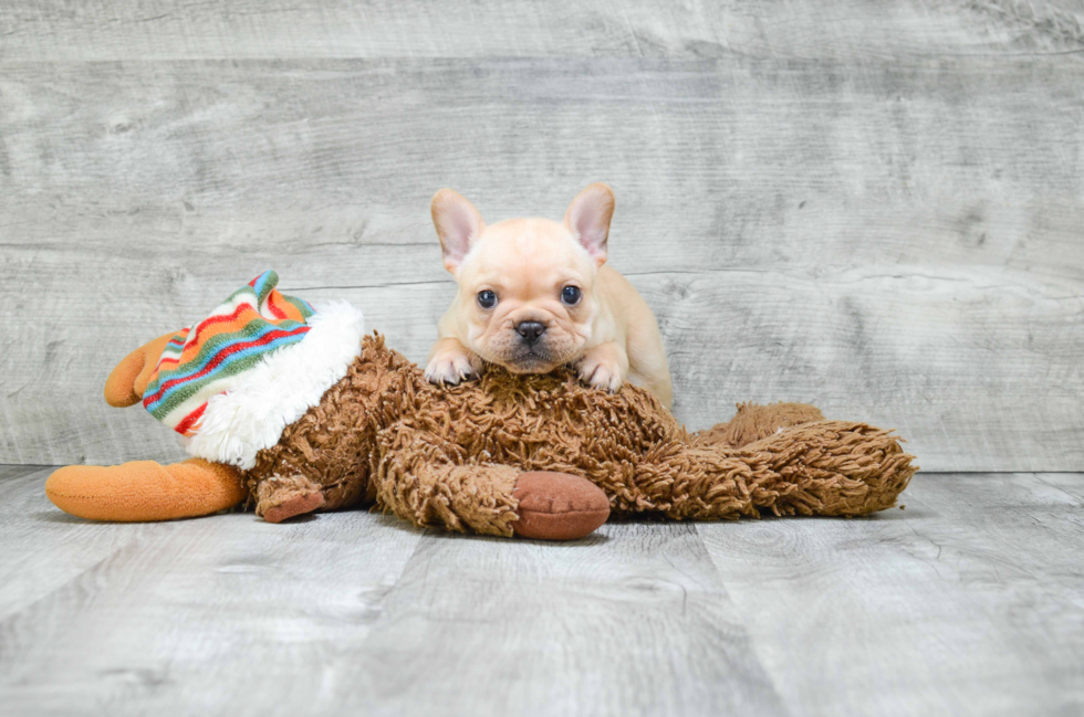 French Bulldog Pup Being Cute