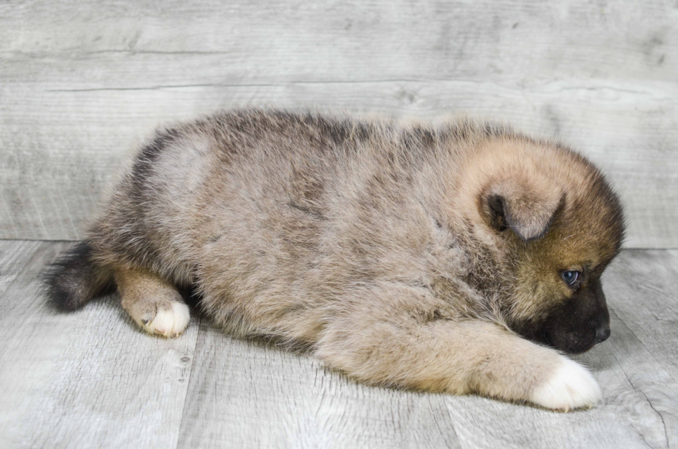 Pomsky Pup Being Cute