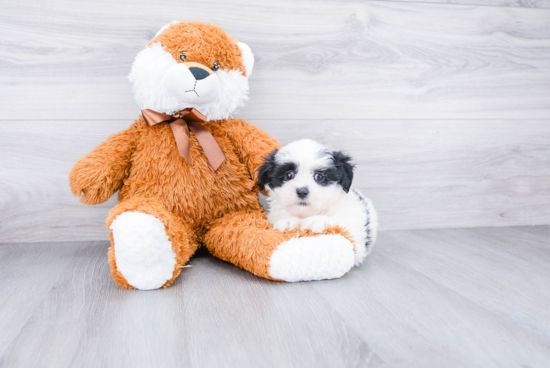 Teddy Bear Pup Being Cute