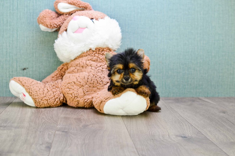 Meet Twinkle - our Yorkshire Terrier Puppy Photo 