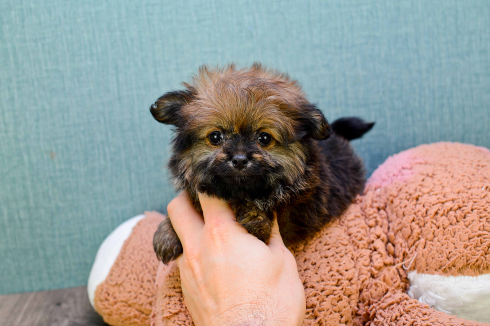 Yorkie Pom Puppy for Adoption