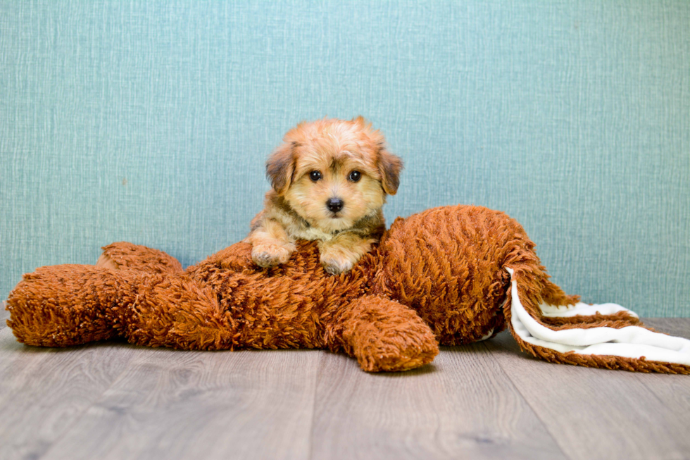 Morkie Puppy for Adoption