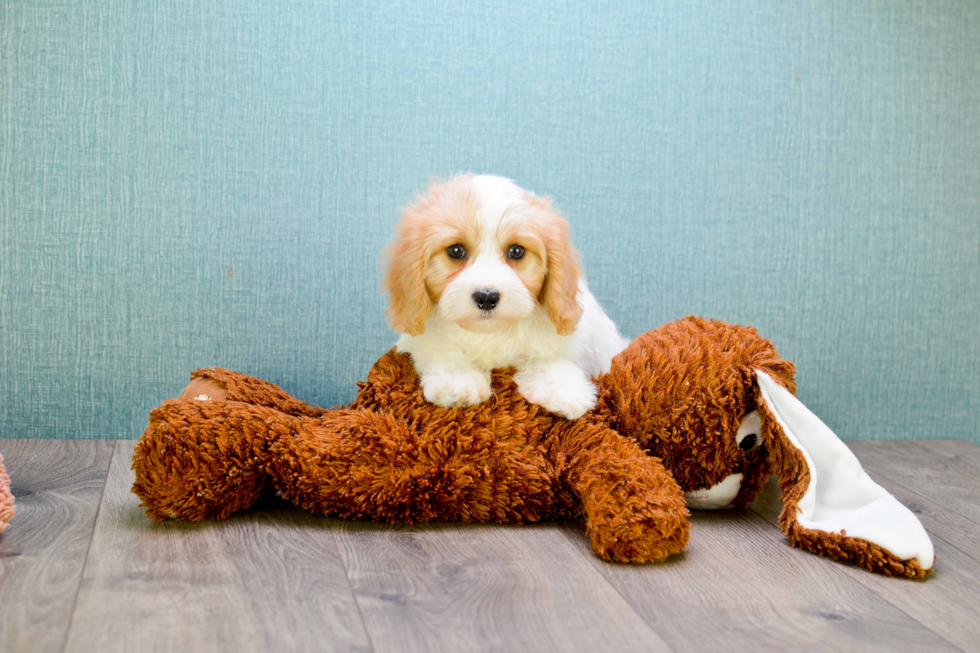 Cute Cavachon Baby