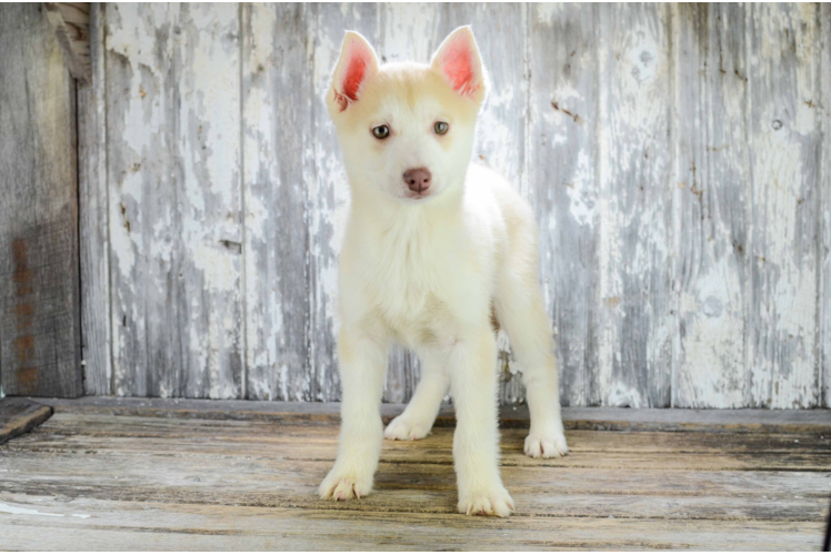 Pomsky Puppy for Adoption