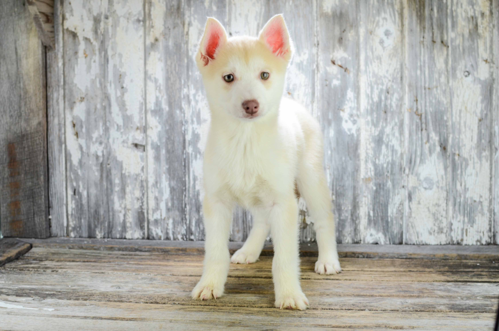 Pomsky Puppy for Adoption