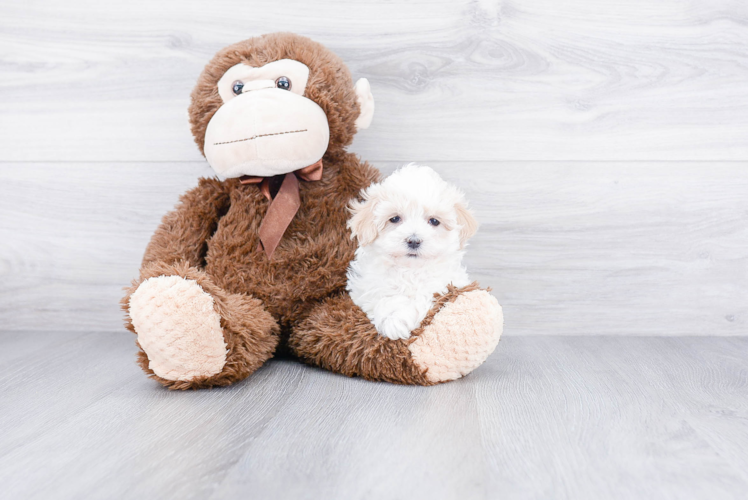 Funny Maltipoo Poodle Mix Pup