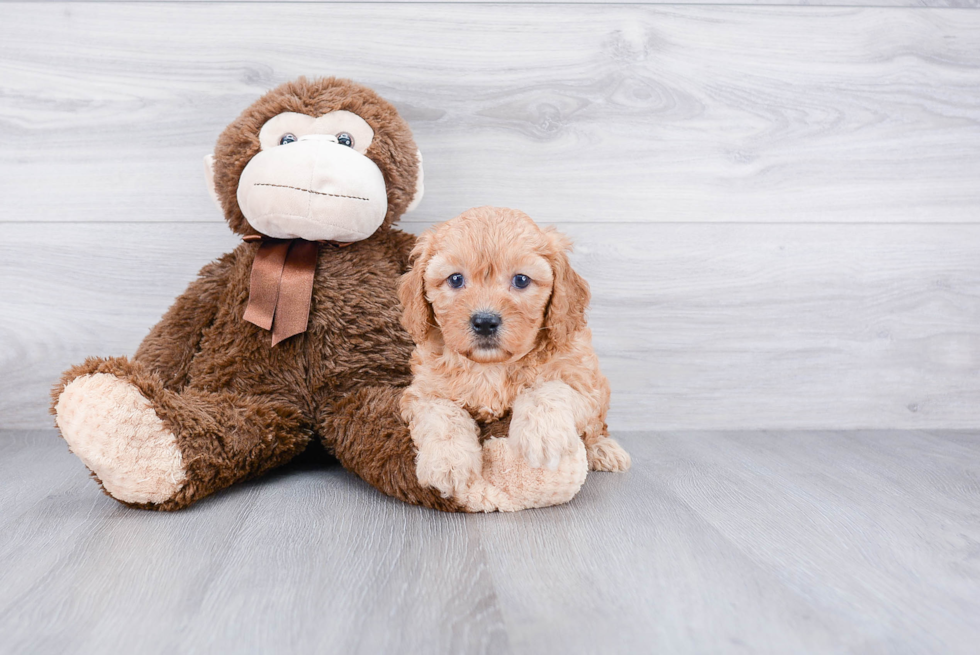 Friendly Cavapoo Baby