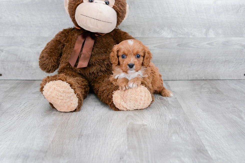 Best Cavapoo Baby