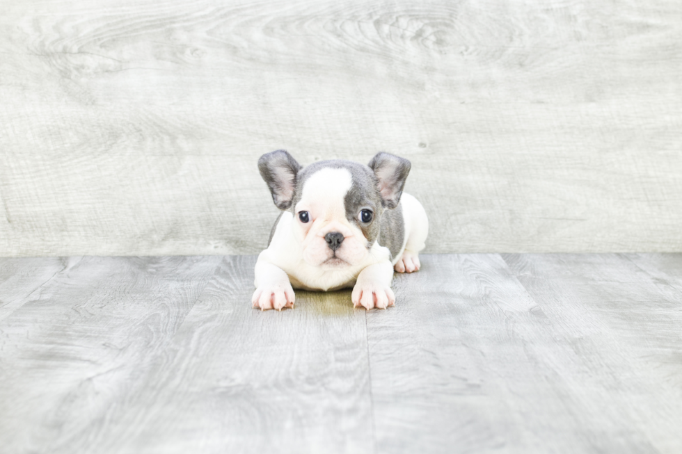 Popular French Bulldog Baby