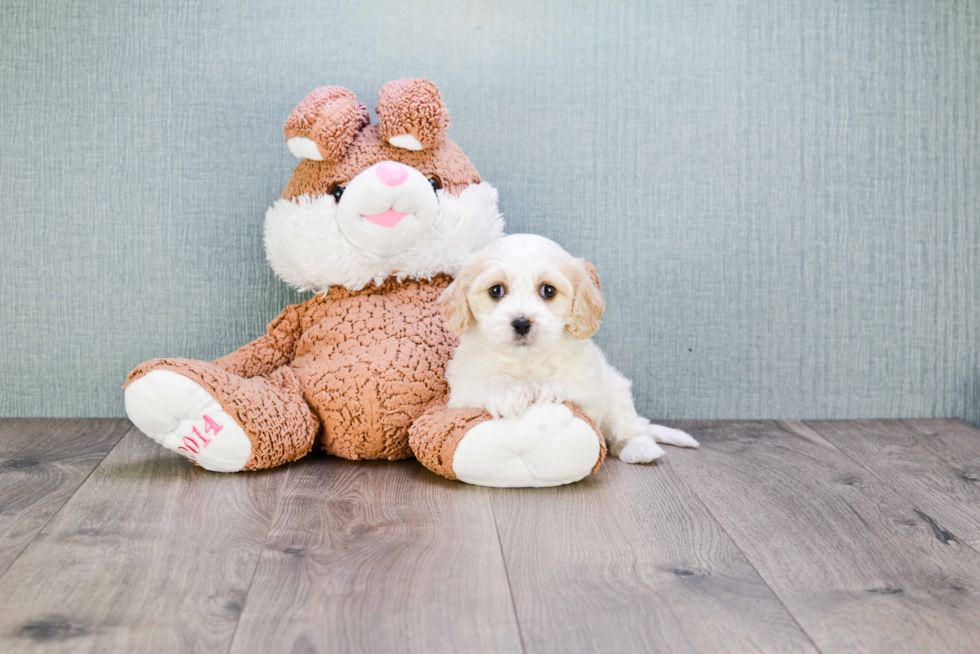 Petite Cavachon Designer Pup