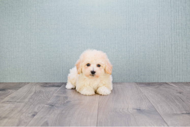 Hypoallergenic Maltepoo Poodle Mix Puppy