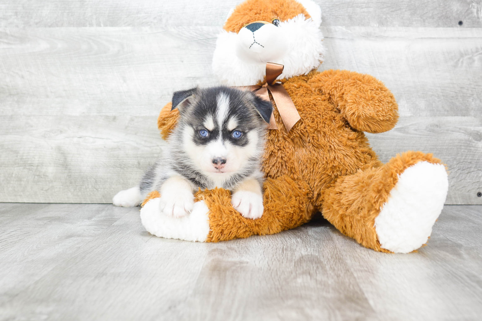 Funny Pomsky Designer Pup