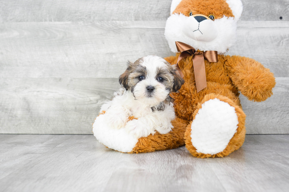 Teddy Bear Puppy for Adoption