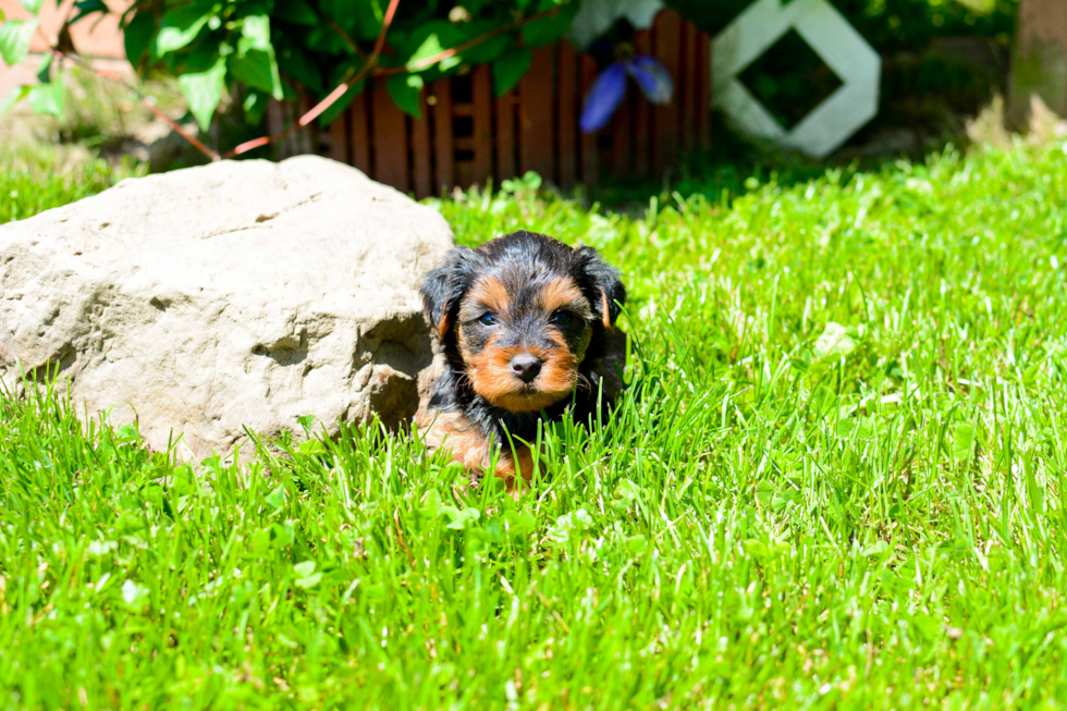 Popular Yorkie Poo Poodle Mix Pup