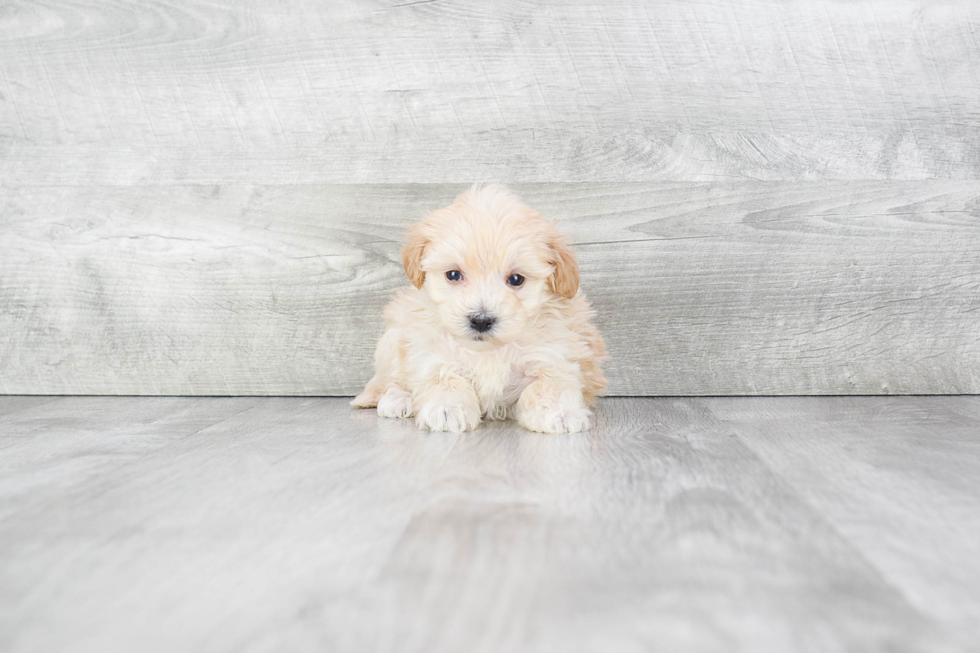 Maltipoo Puppy for Adoption