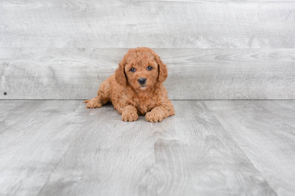 Mini Goldendoodle Puppy for Adoption