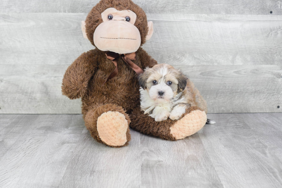 Sweet Havanese Purebred Puppy