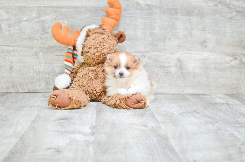 Friendly Pomeranian Purebred Pup