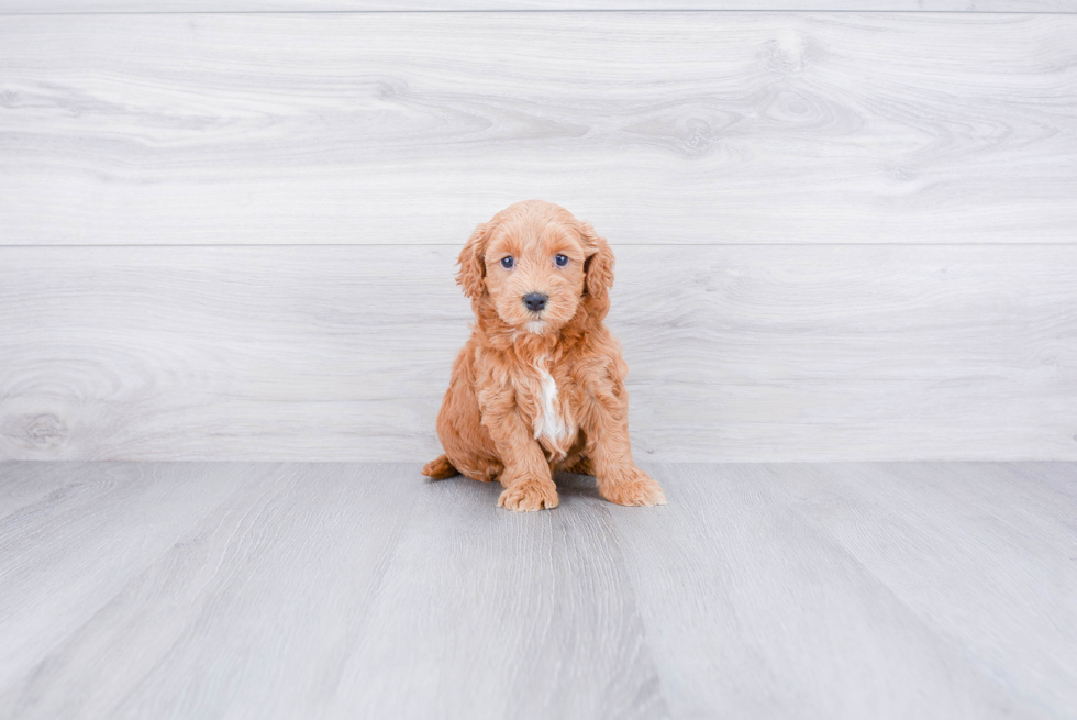 Happy Mini Goldendoodle Baby