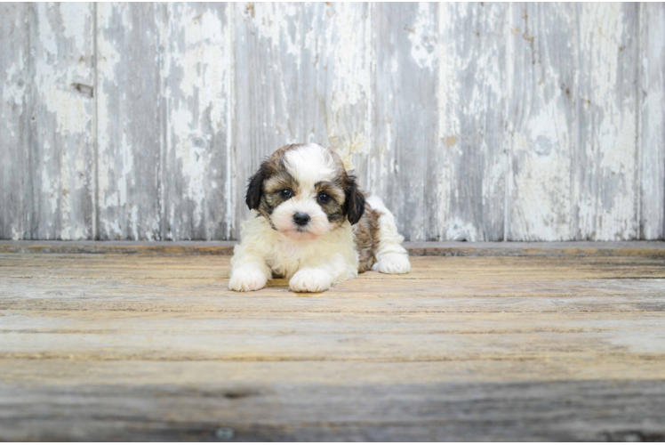 Happy Teddy Bear Baby