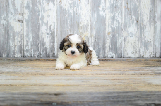 Happy Teddy Bear Baby