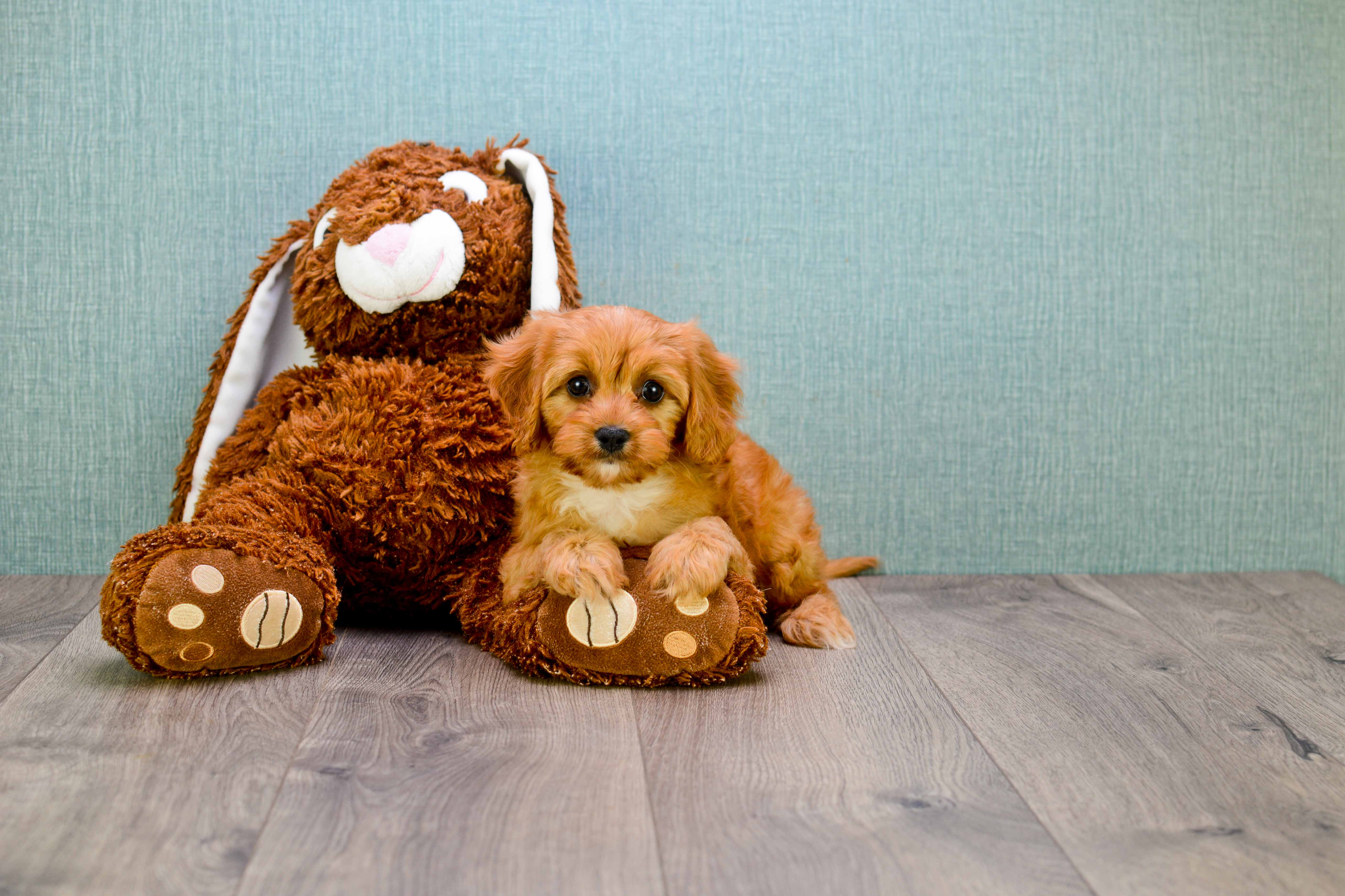 Fluffy Cavapoo Poodle Mix Pup