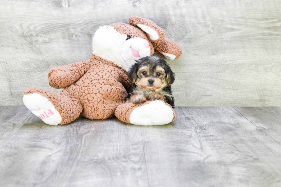 Morkie Puppy for Adoption