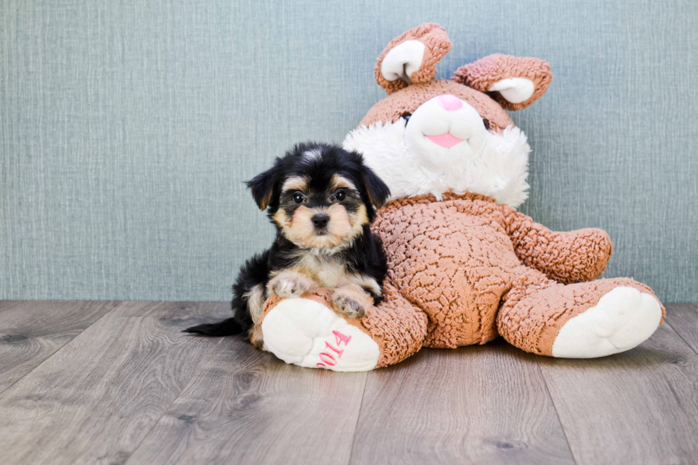 Cute Morkie Baby