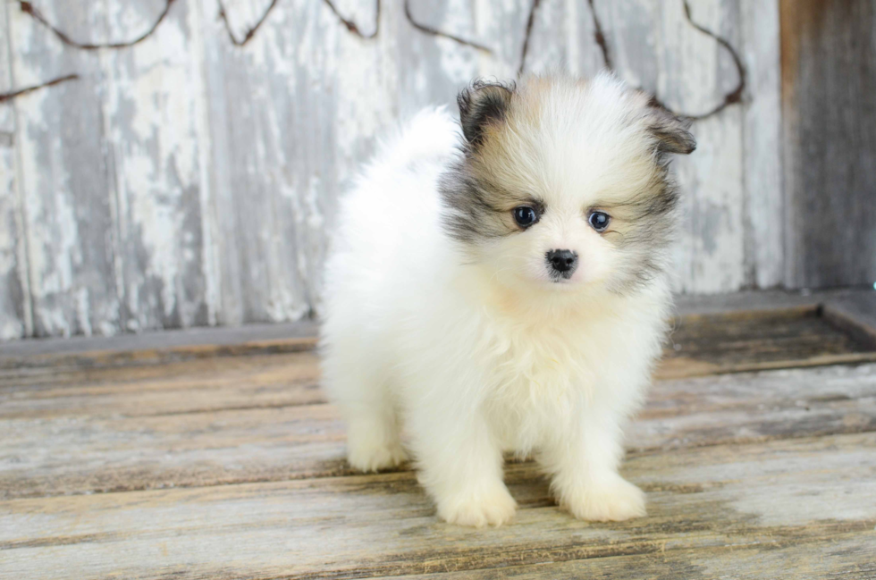 Akc Registered Pomeranian Purebred Pup