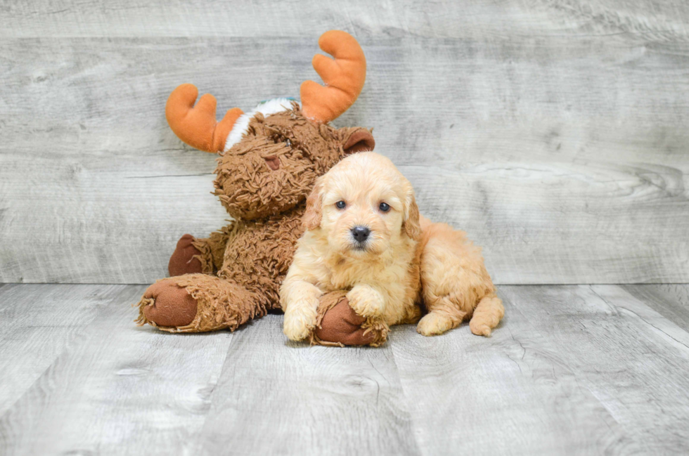 Best Mini Goldendoodle Baby