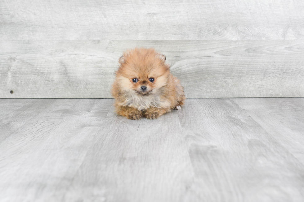 Pomeranian Puppy for Adoption