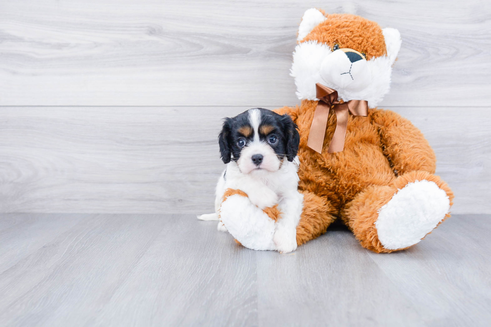 Friendly Cavalier King Charles Spaniel Baby