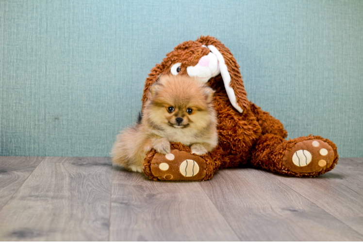 Pomeranian Puppy for Adoption