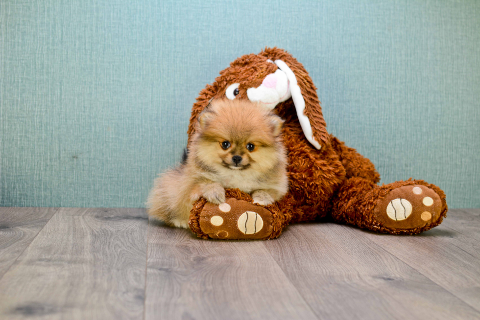 Pomeranian Puppy for Adoption