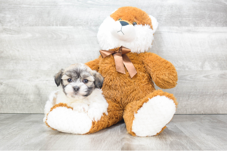 Havanese Pup Being Cute