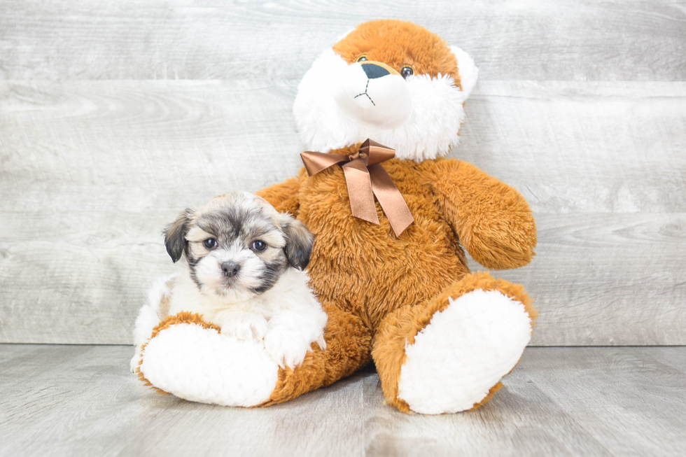 Havanese Pup Being Cute