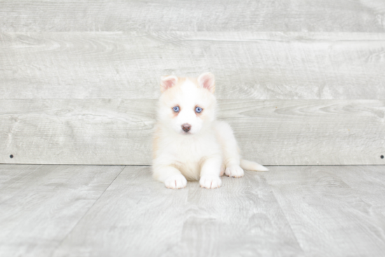 Hypoallergenic Mini Husky Designer Puppy