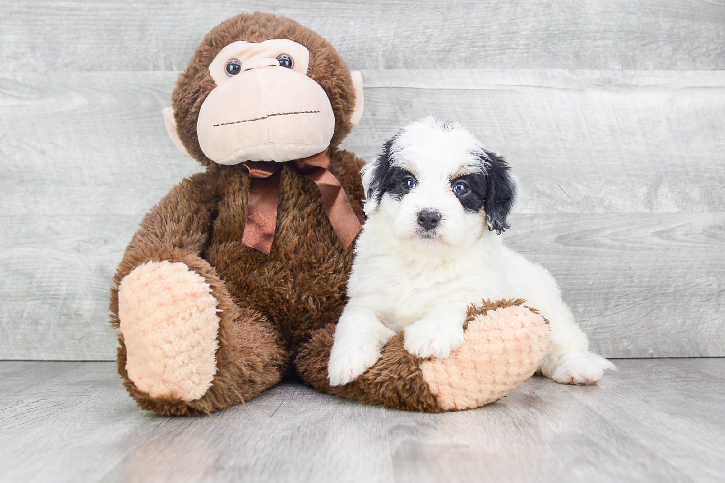 Small Mini Bernedoodle Baby