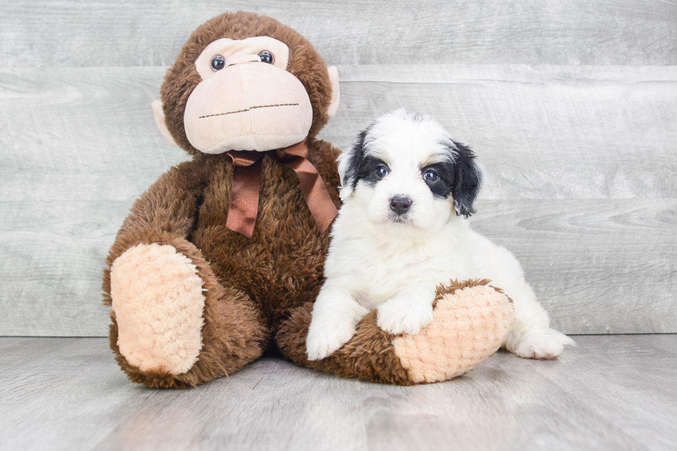 Small Mini Bernedoodle Baby