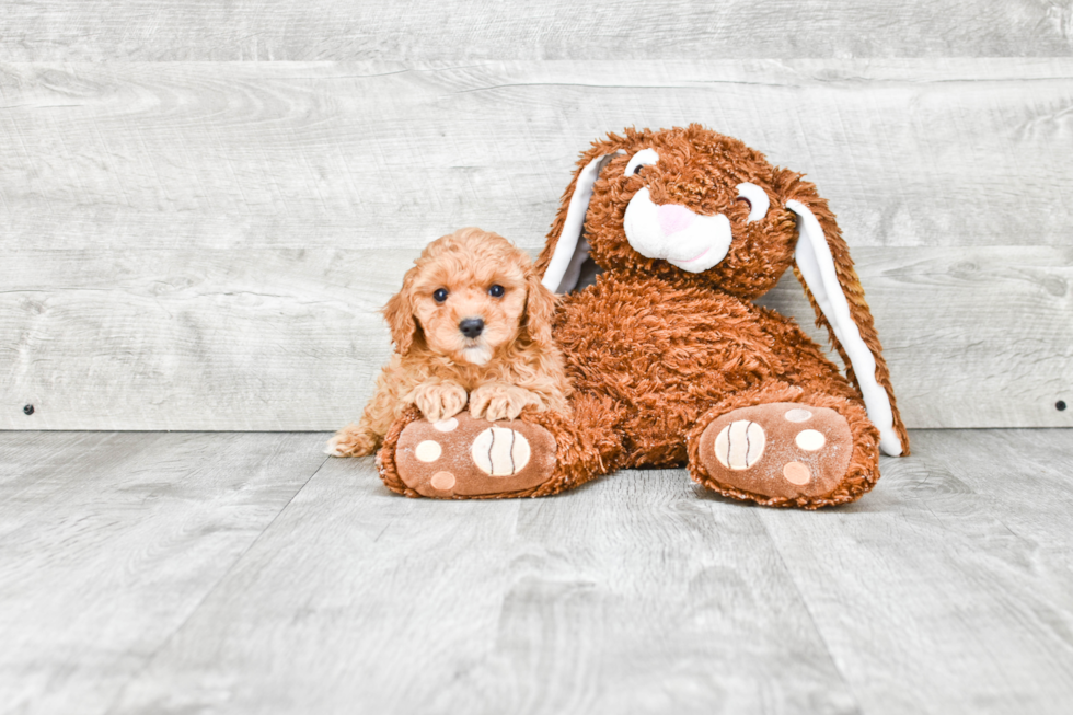 Happy Cavapoo Baby