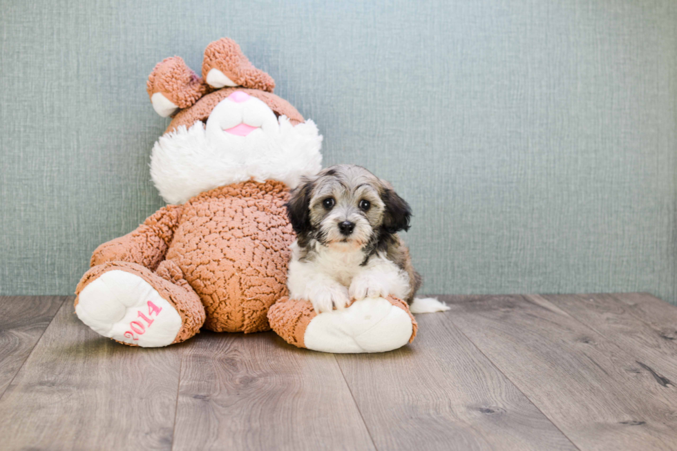 Havanese Puppy for Adoption