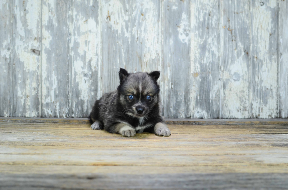 Pomsky Pup Being Cute