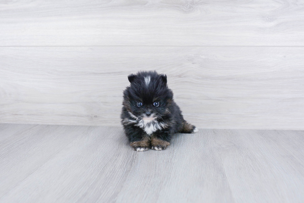 Small Pomeranian Baby