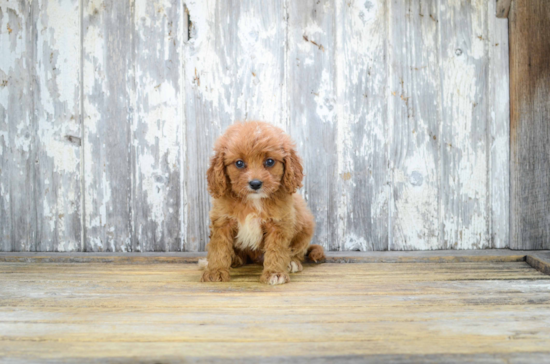 Sweet Cavapoo Baby