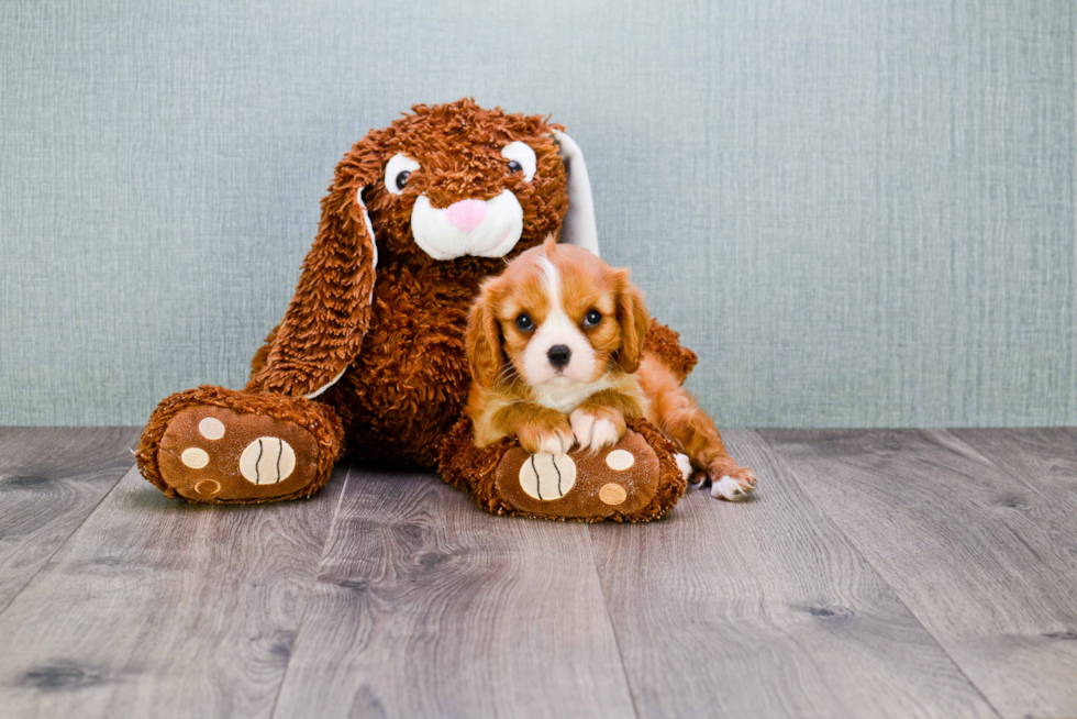 Best Cavalier King Charles Spaniel Baby