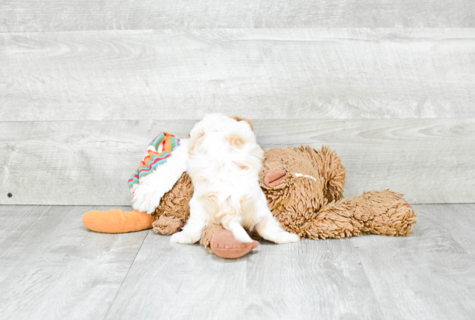 Happy Cavapoo Baby