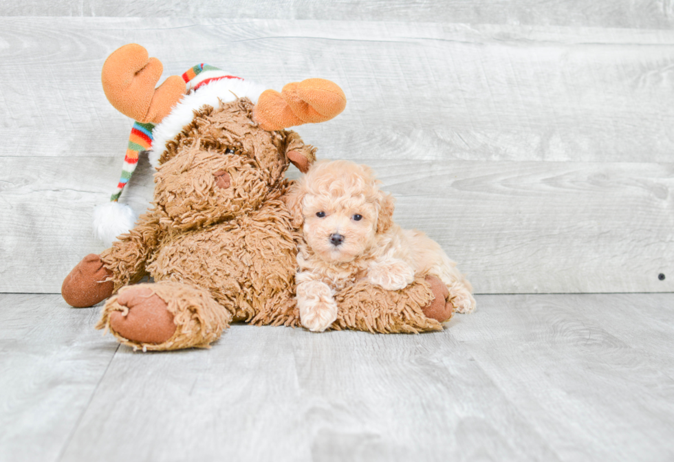 Fluffy Maltipoo Poodle Mix Pup