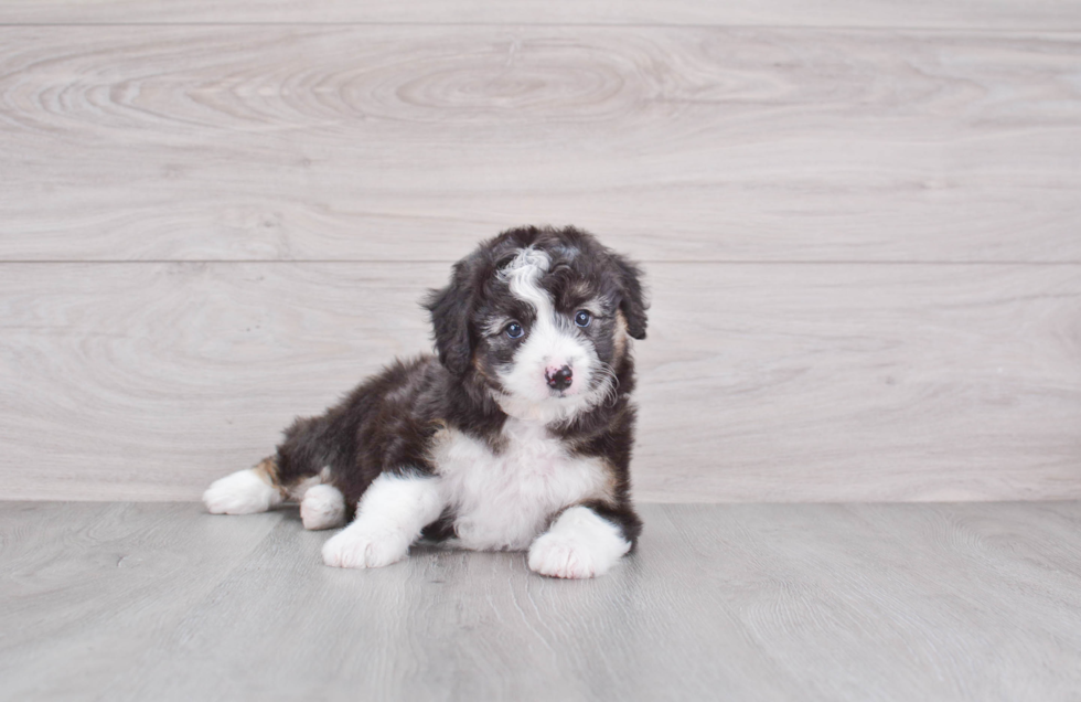 Best Mini Aussiedoodle Baby